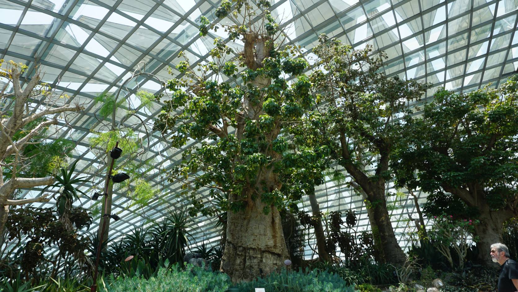 African Baobab