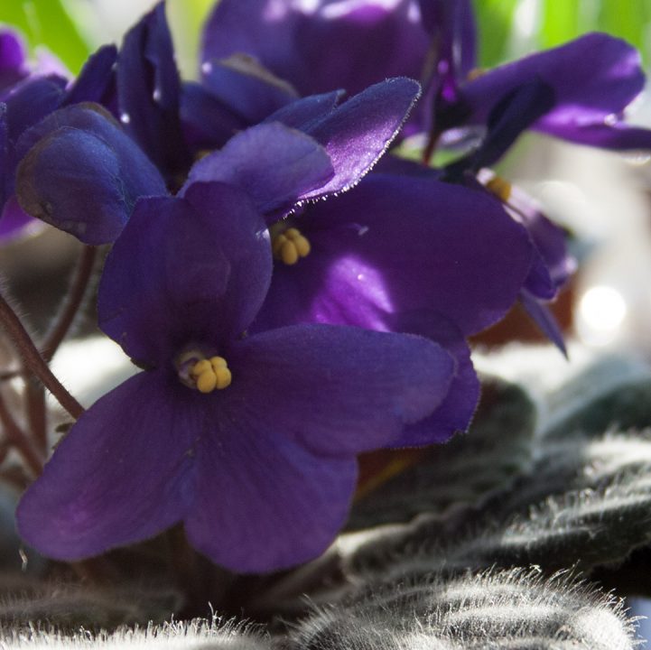 African Violet <i>(Streptocarpus</i> sect. <i>Saintpaulia)</i>