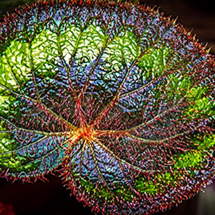 Beautiful Beyond Be-Leaf