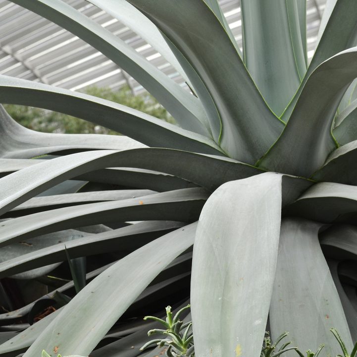 Century Plant