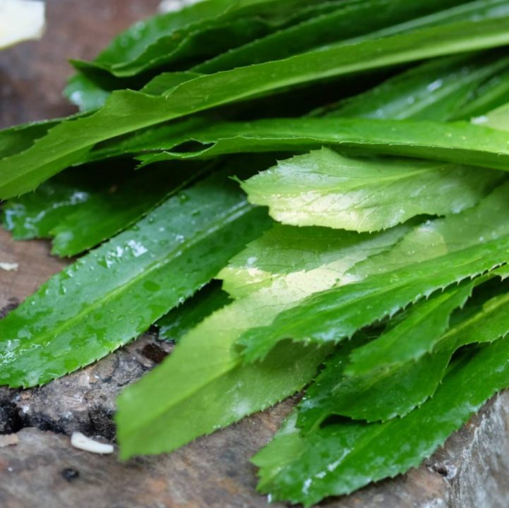 Culinary Creations: Sawtooth Coriander