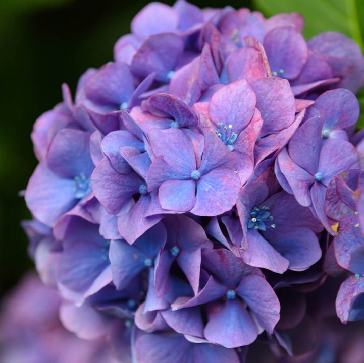 Hydrangea <br> <i>(Hydrangea macrophylla) </i>