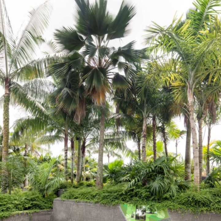 World of Palms