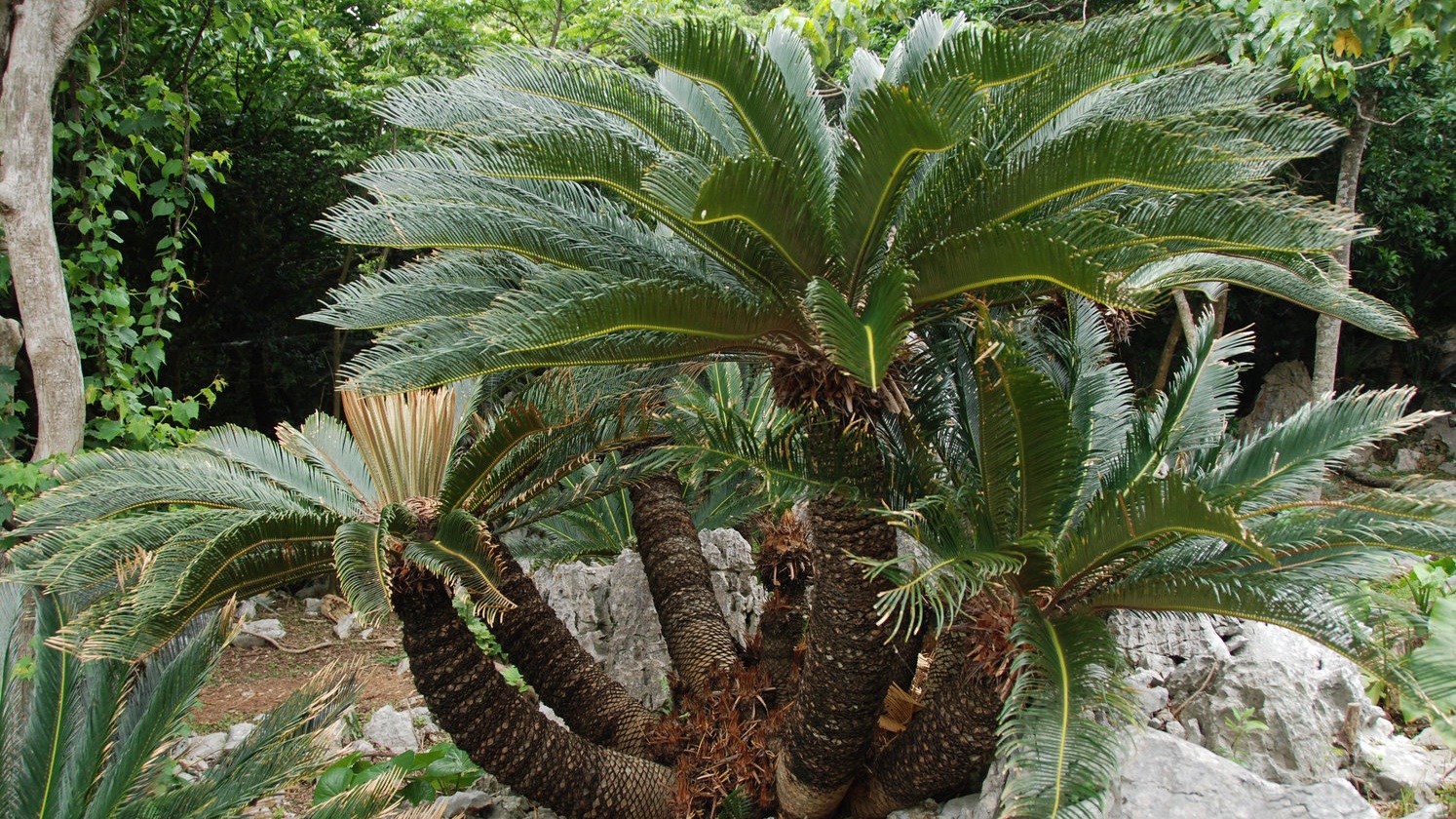 <i>Cycas revoluta</i> (Sotetsu, Japanese Cycad)