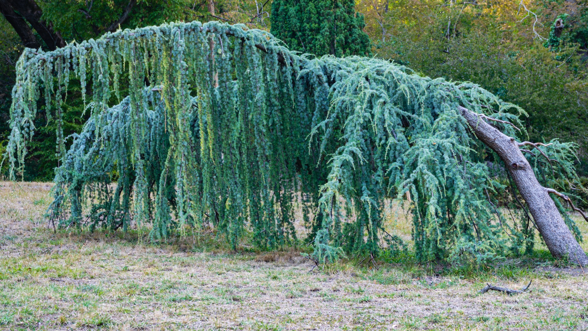 Pendulous conifers