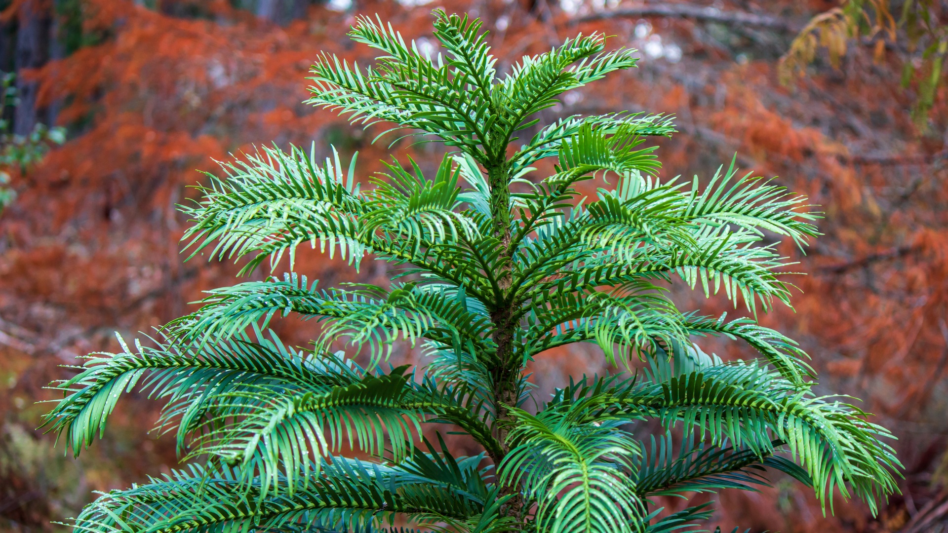 <i>Wollemia nobilis</i>