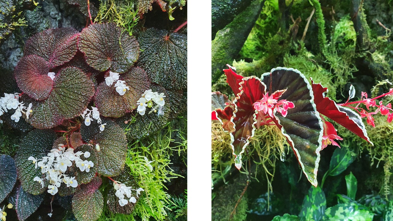Begonia baik (left) & Begonia darthvaderiana (right)