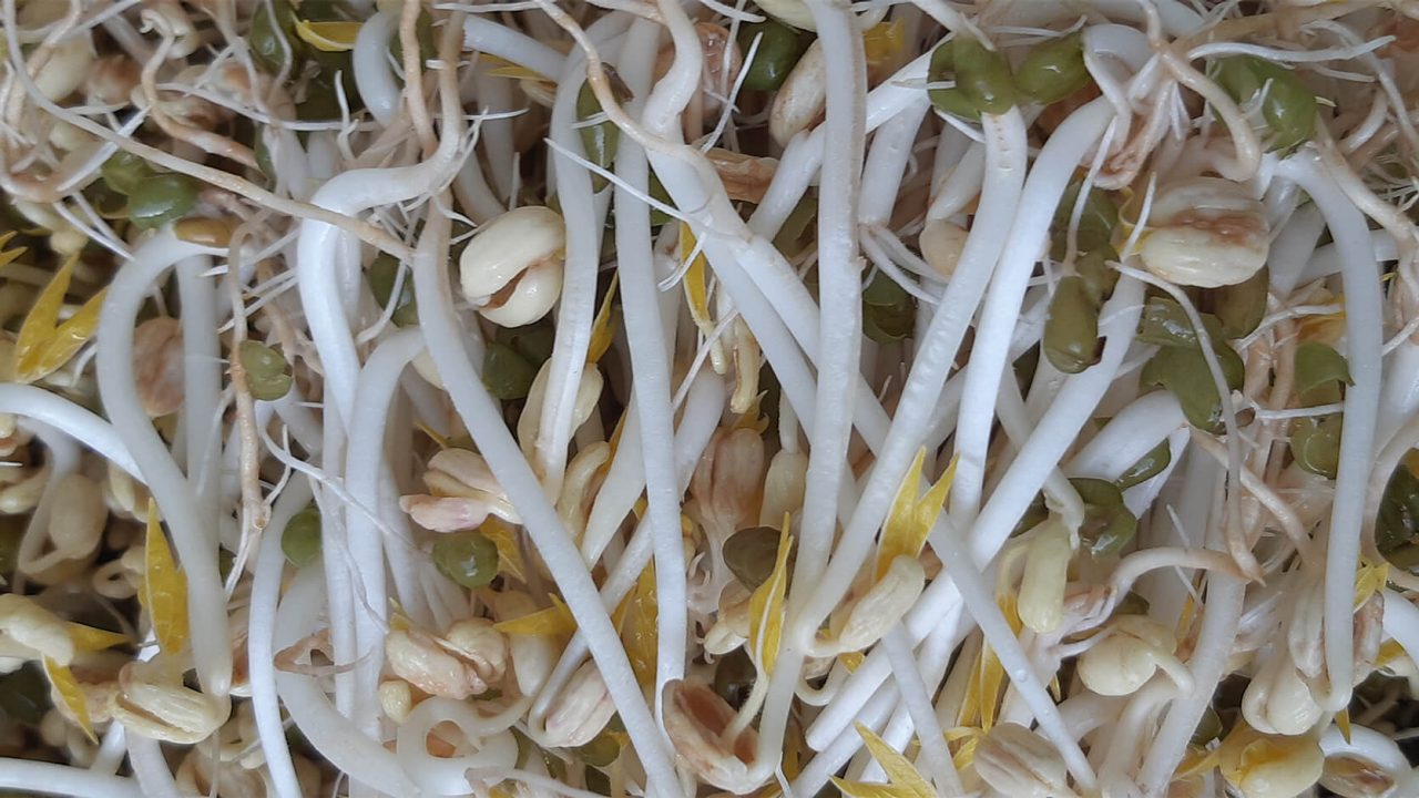 Mung bean sprouts